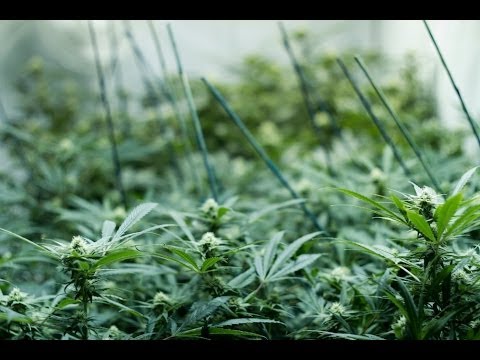 Models for the legal supply of cannabis: recent developments